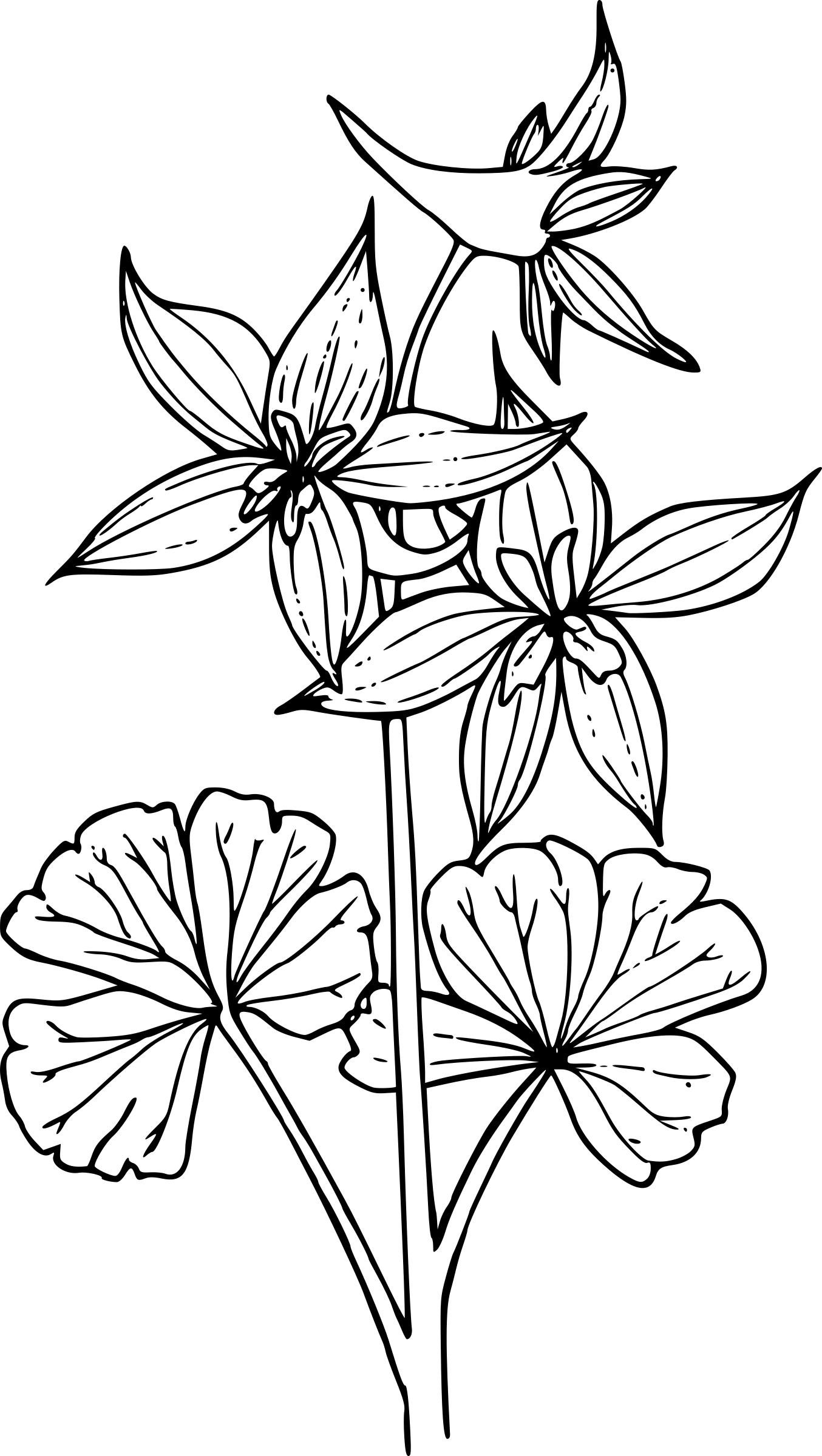 The best free Larkspur drawing images. Download from 61 free drawings