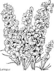 The best free Larkspur drawing images. Download from 61 free drawings