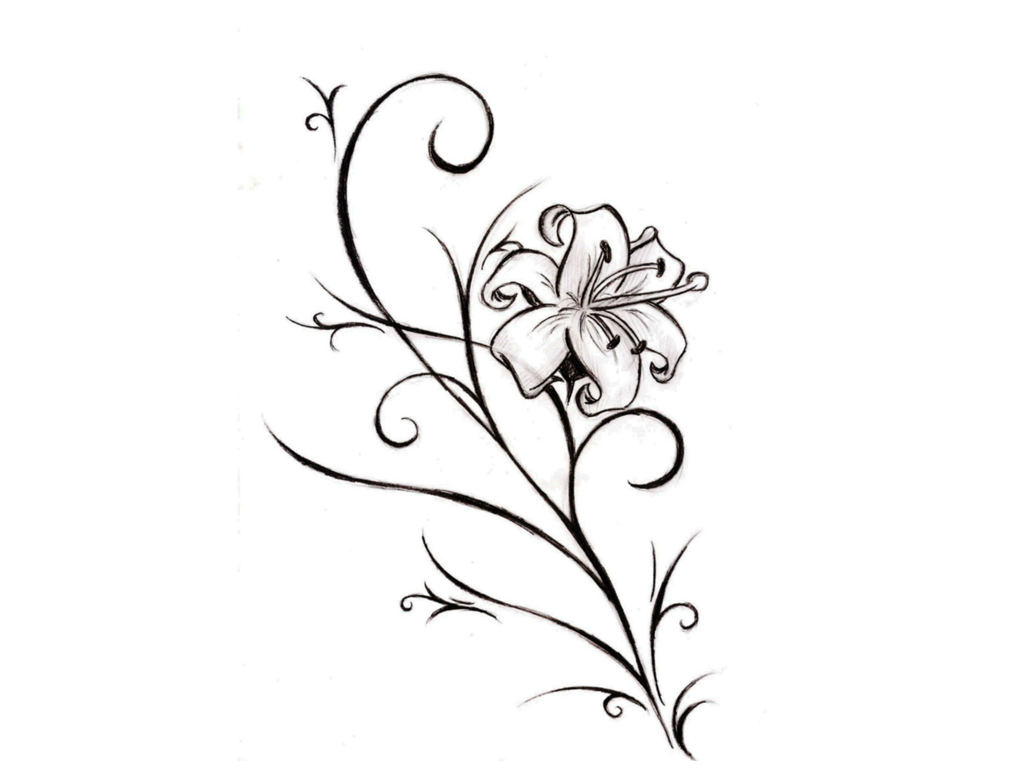 Larkspur Flower Drawing At Getdrawings Free Download