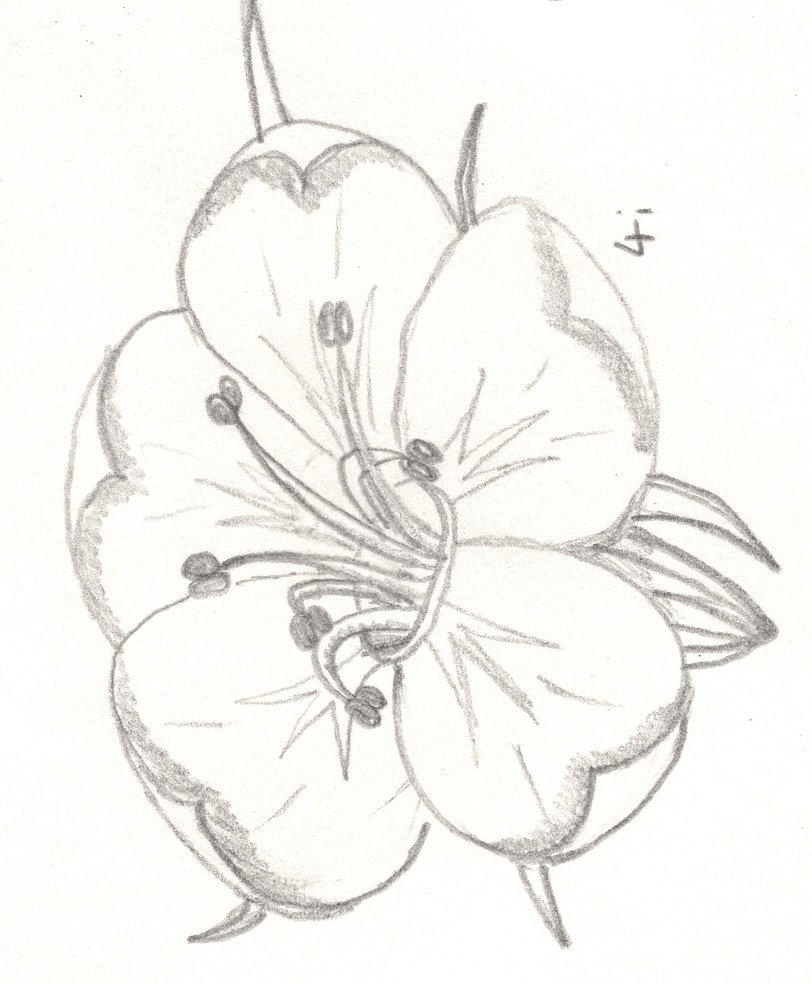 Larkspur Flower Drawing at GetDrawings | Free download