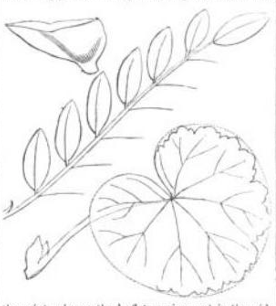 Larkspur Flower Drawing at GetDrawings | Free download