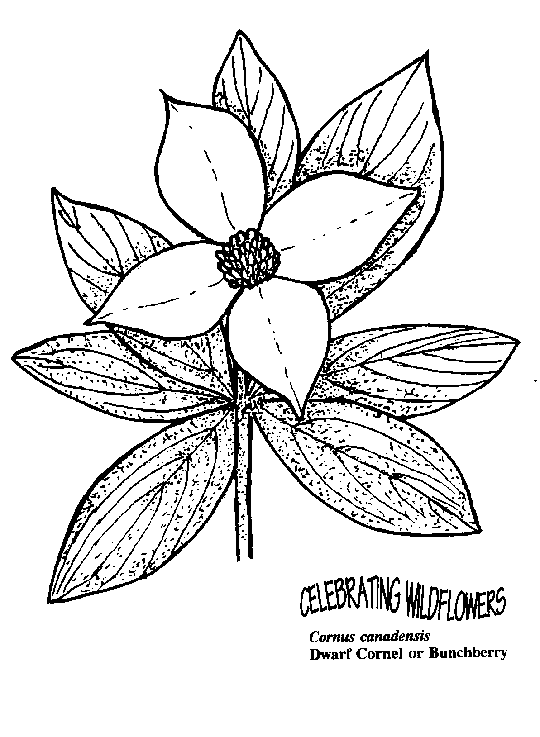 Laurel Leaf Drawing at GetDrawings | Free download