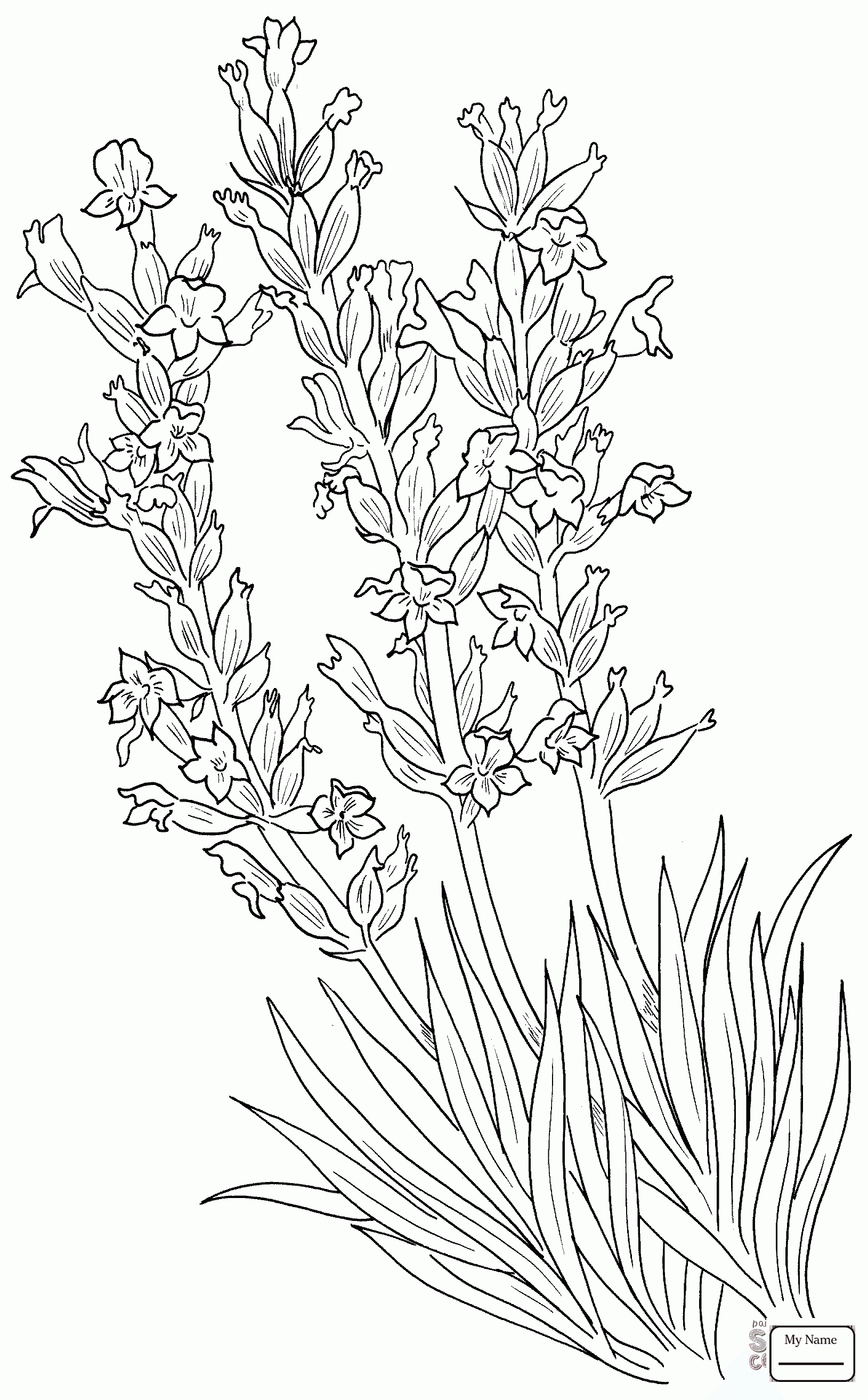 Lavender Drawing at GetDrawings | Free download