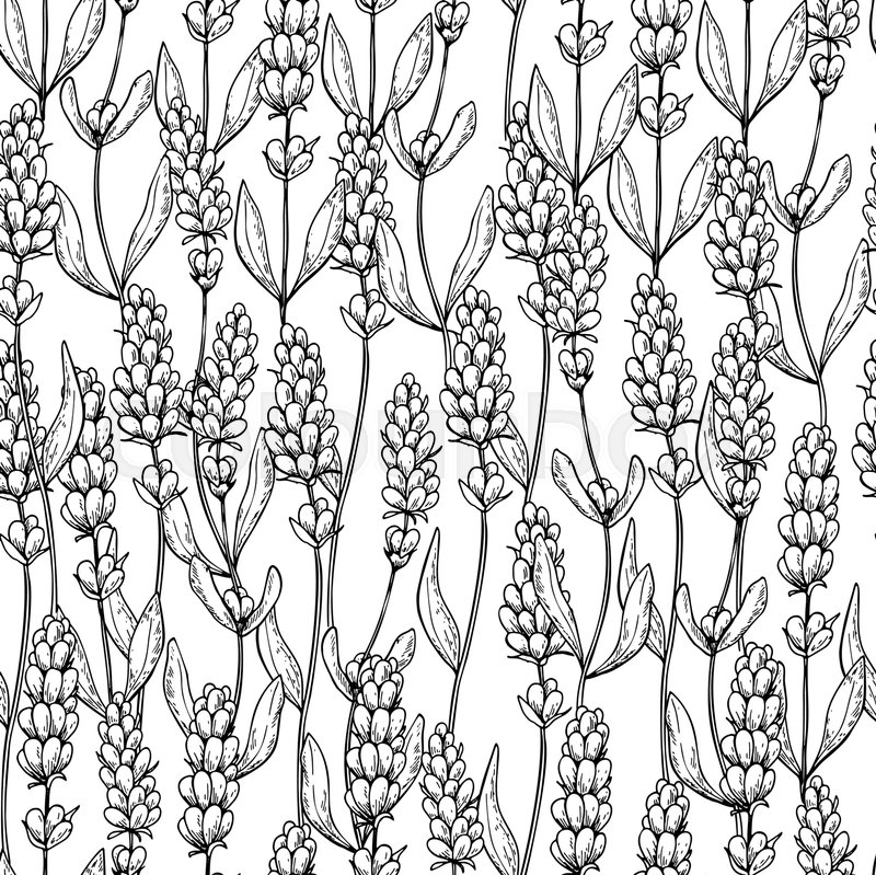 Lavender Line Drawing at GetDrawings | Free download