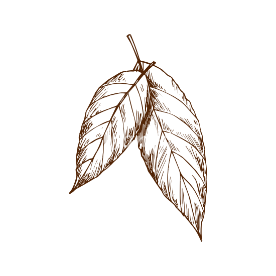 Leaf Drawing Pictures at GetDrawings | Free download