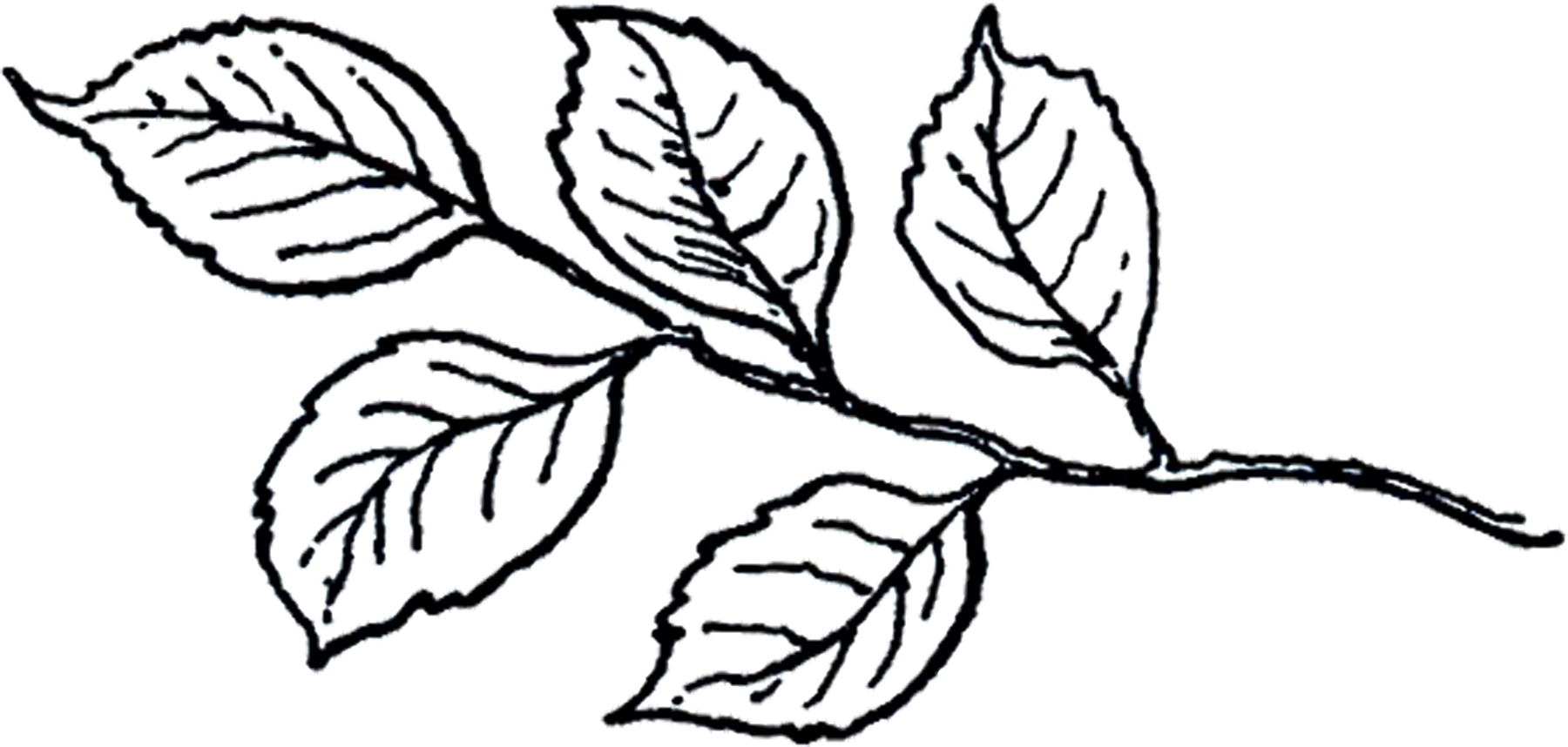 leafs line