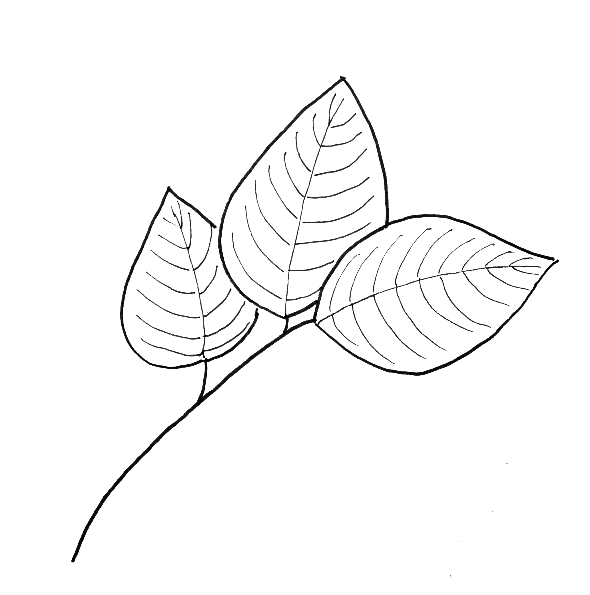 Leaf Patterns Drawing at GetDrawings Free download