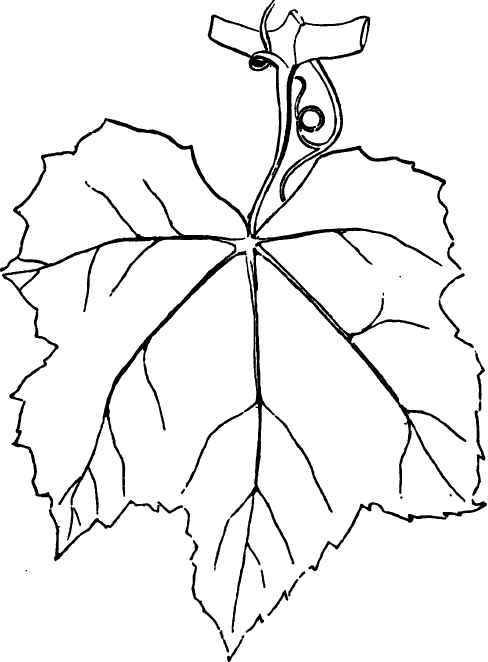 leaf-vine-drawing-at-getdrawings-free-download