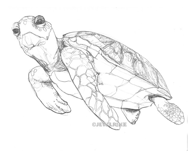 Leatherback Sea Turtle Drawing At GetDrawings Free Download.