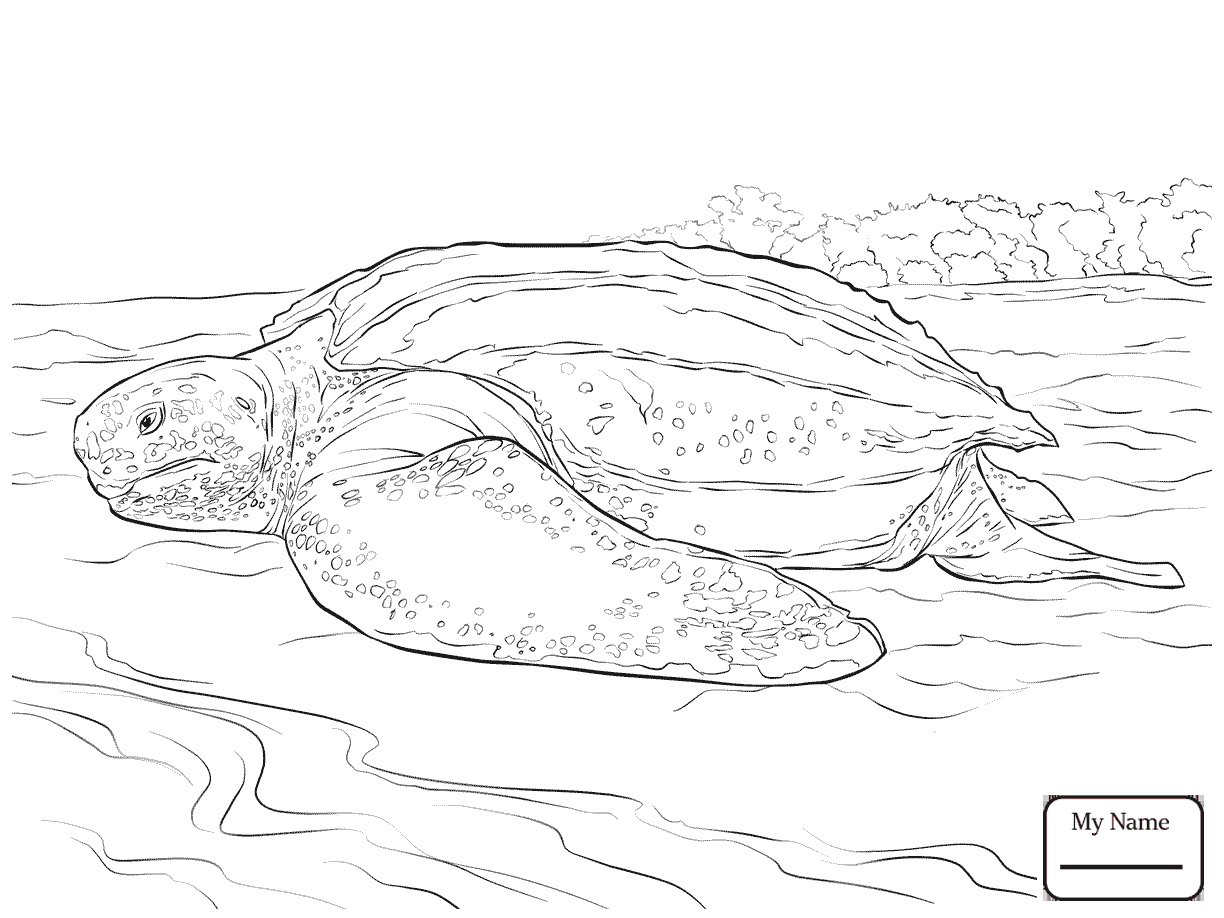 1224x918 Turtles Leatherback Sea Turtle Reptiles Coloring Pages.