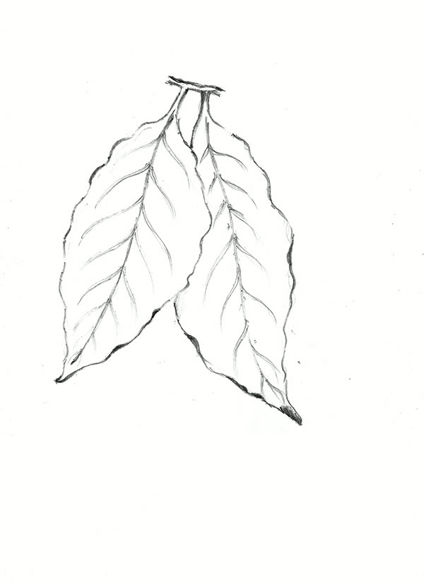 Leaves Pencil Drawing At Getdrawings Free Download 5043