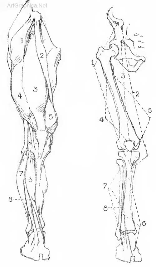 Leg Anatomy Drawing at GetDrawings | Free download