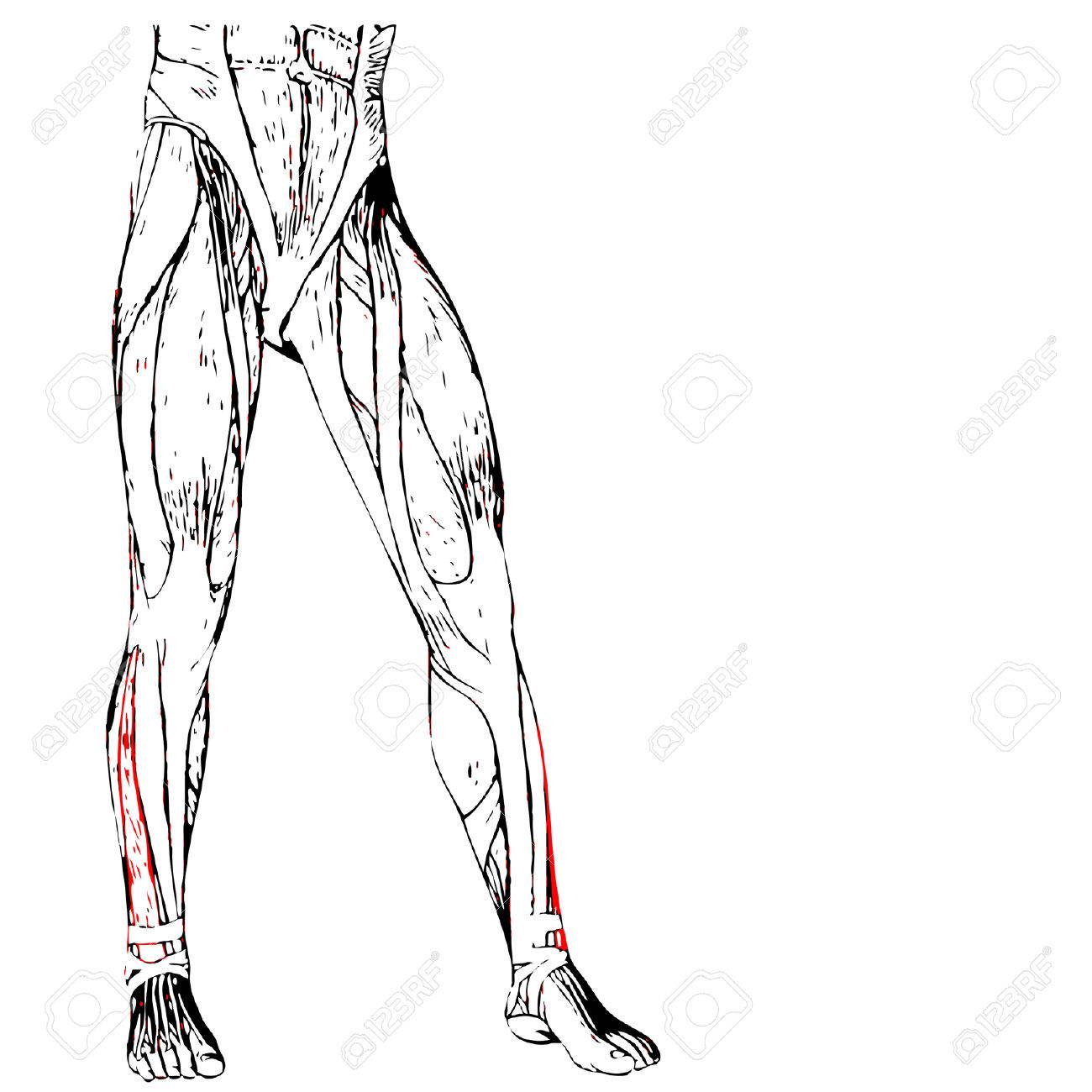 Leg Muscle Drawing at GetDrawings | Free download