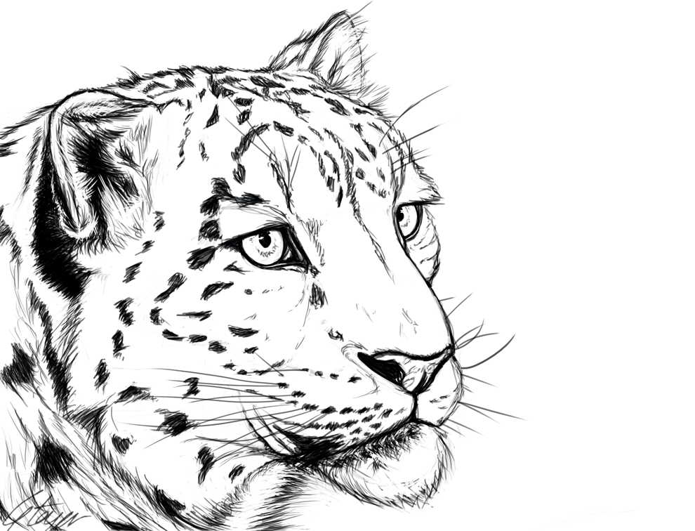 Leopard Drawing at GetDrawings | Free download