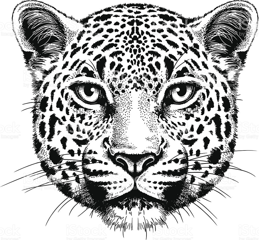 Leopard Face Drawing at GetDrawings Free download