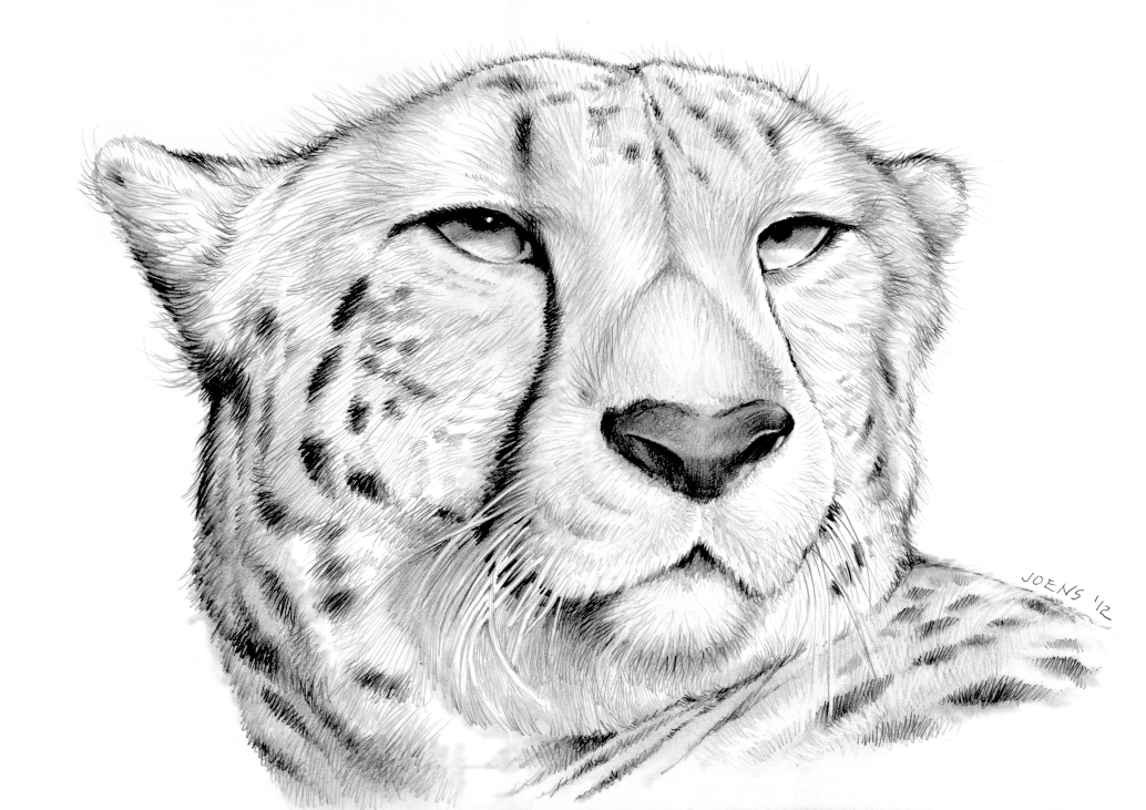 Leopard Face Drawing at GetDrawings Free download