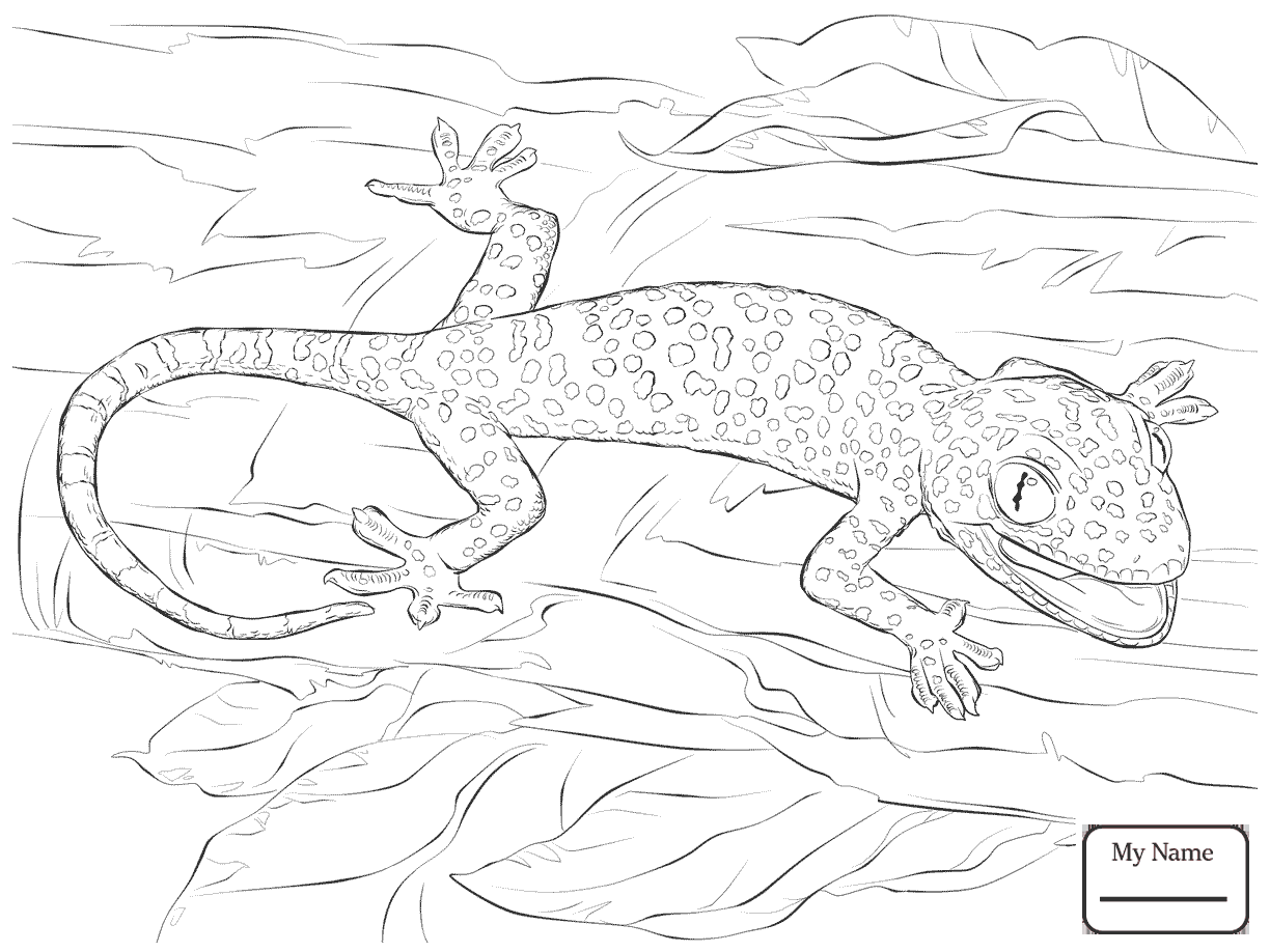 Leopard Gecko Coloring Coloring Pages