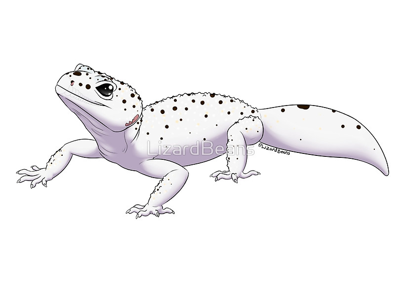 The best free Gecko drawing images. Download from 247 free drawings of