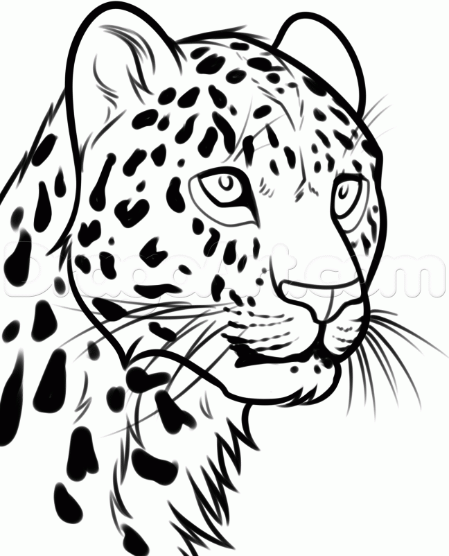 Leopard Line Drawing at GetDrawings | Free download