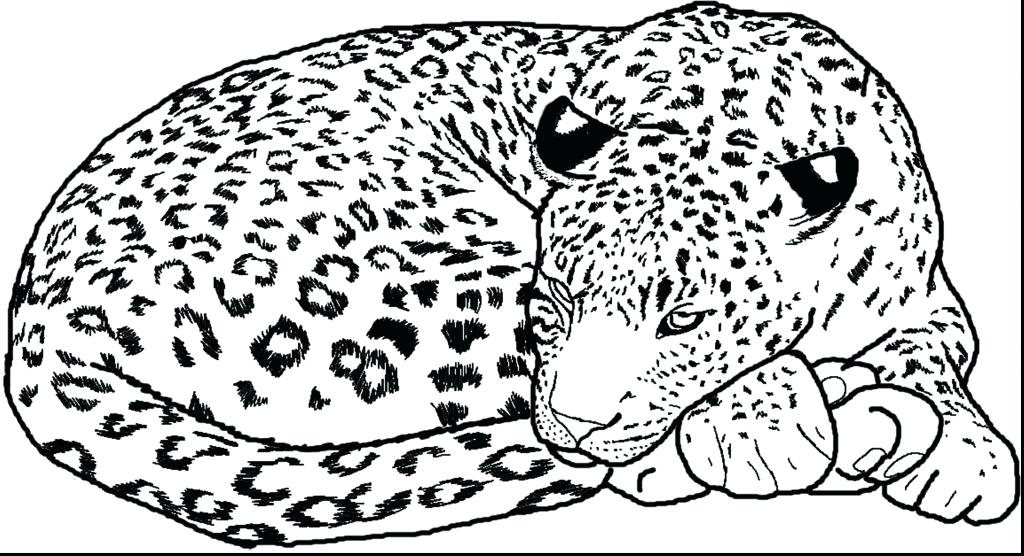 Leopard Line Drawing at GetDrawings | Free download