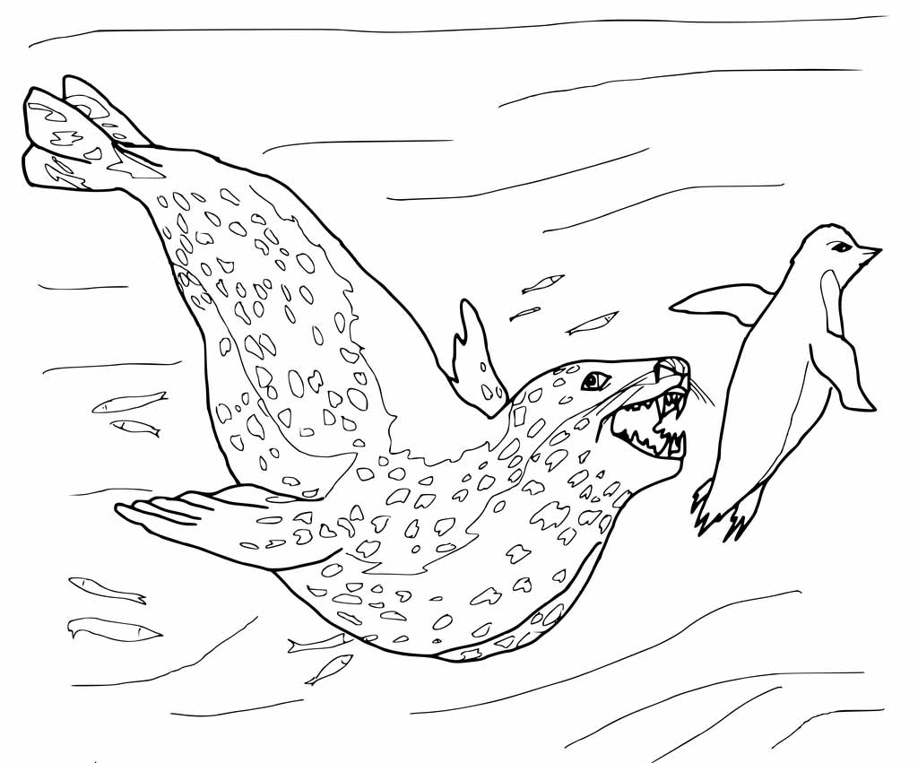 1024x851 Leopard Seal Coloring Page.