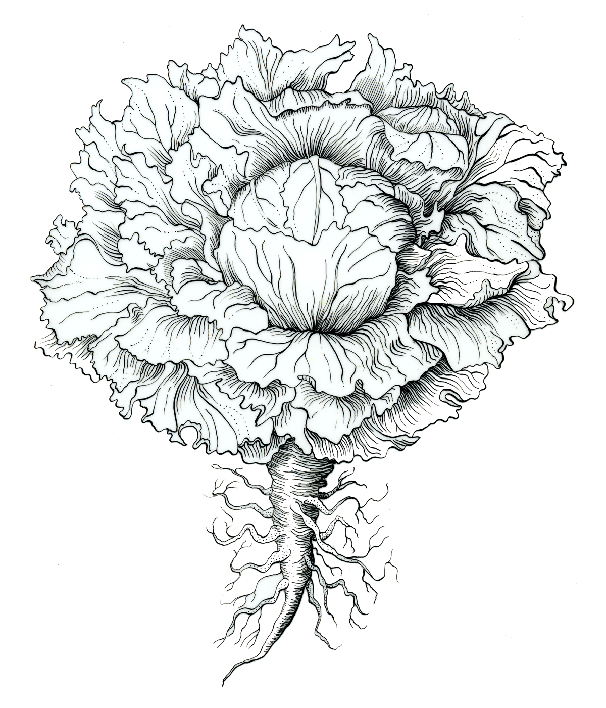 Lettuce Drawing at GetDrawings Free download