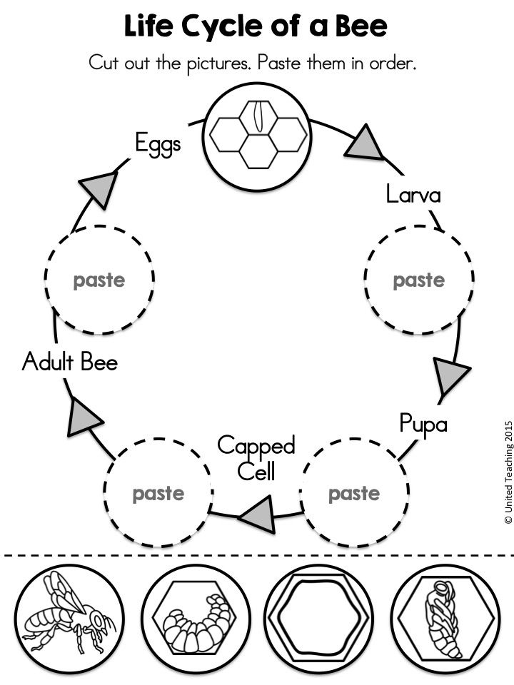 Life Cycle Drawing At GetDrawings Free Download