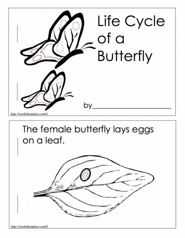 life-cycle-of-a-butterfly-drawing-at-getdrawings-free-download