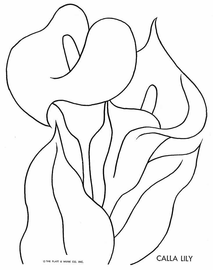 Lily Drawing Outline at GetDrawings | Free download