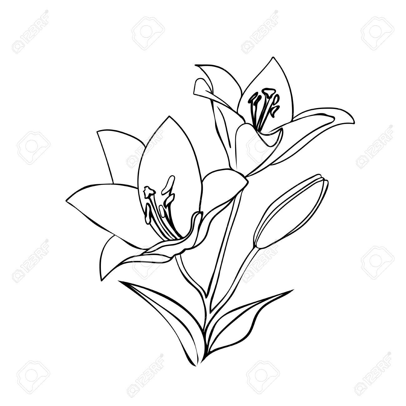 Lily Flower Drawing Outline Lily Flower Drawing Outline