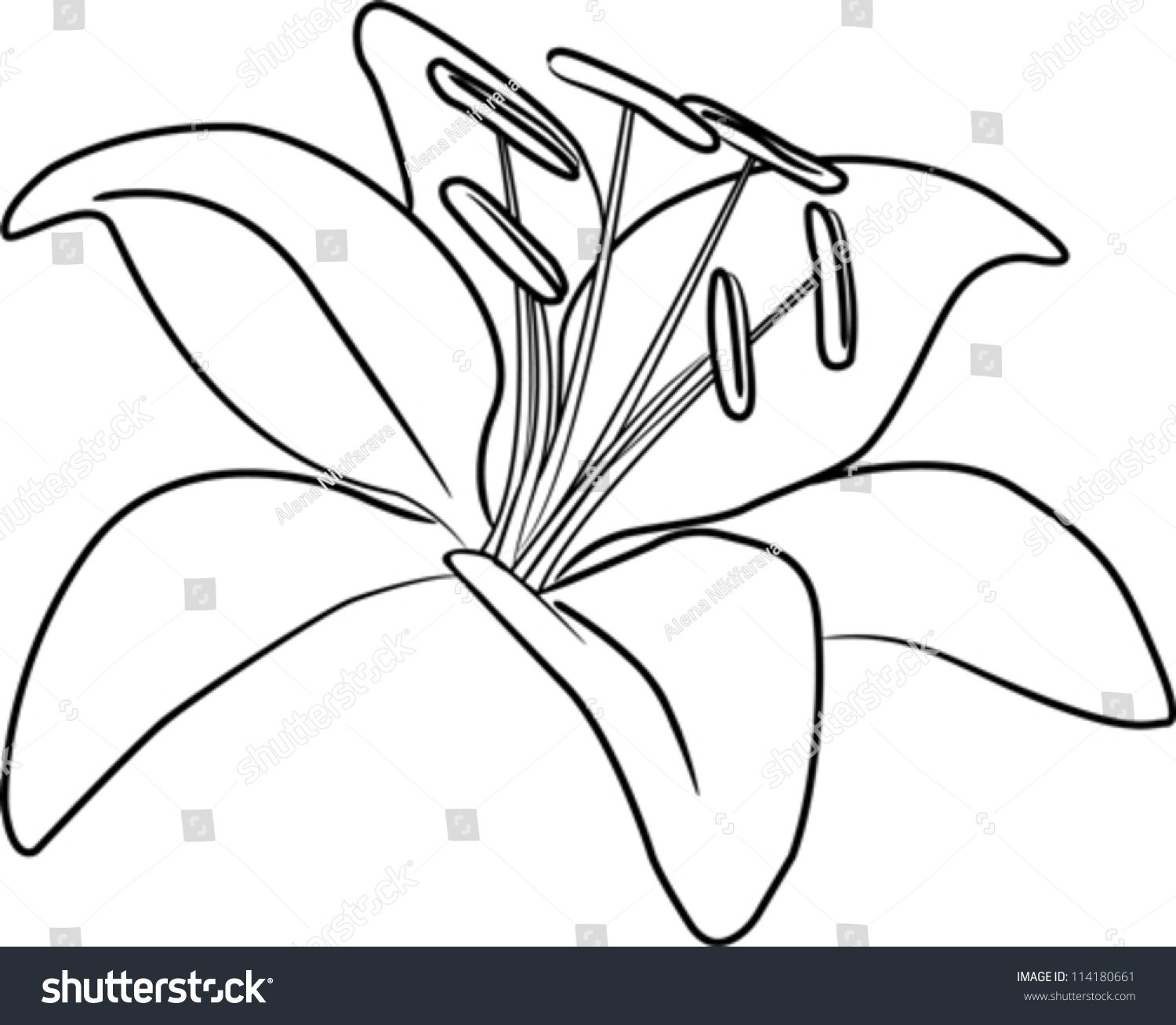 Lily Drawing Outline at GetDrawings Free download