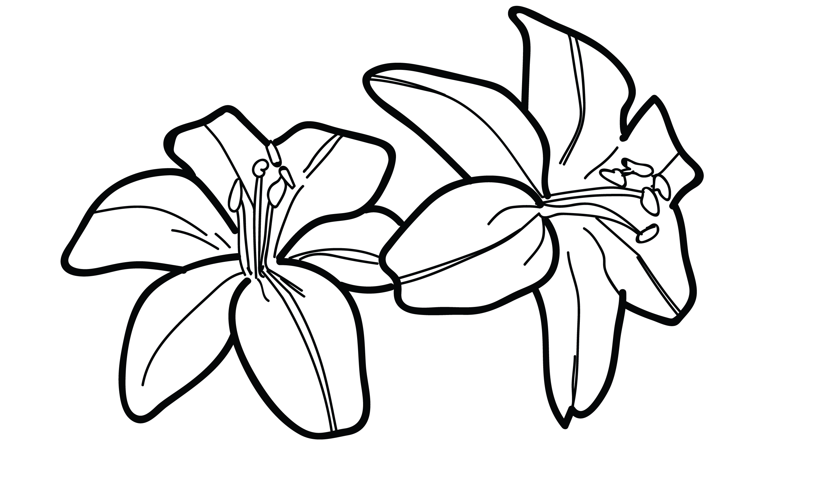 Lily Flower Drawing Pictures at GetDrawings Free download