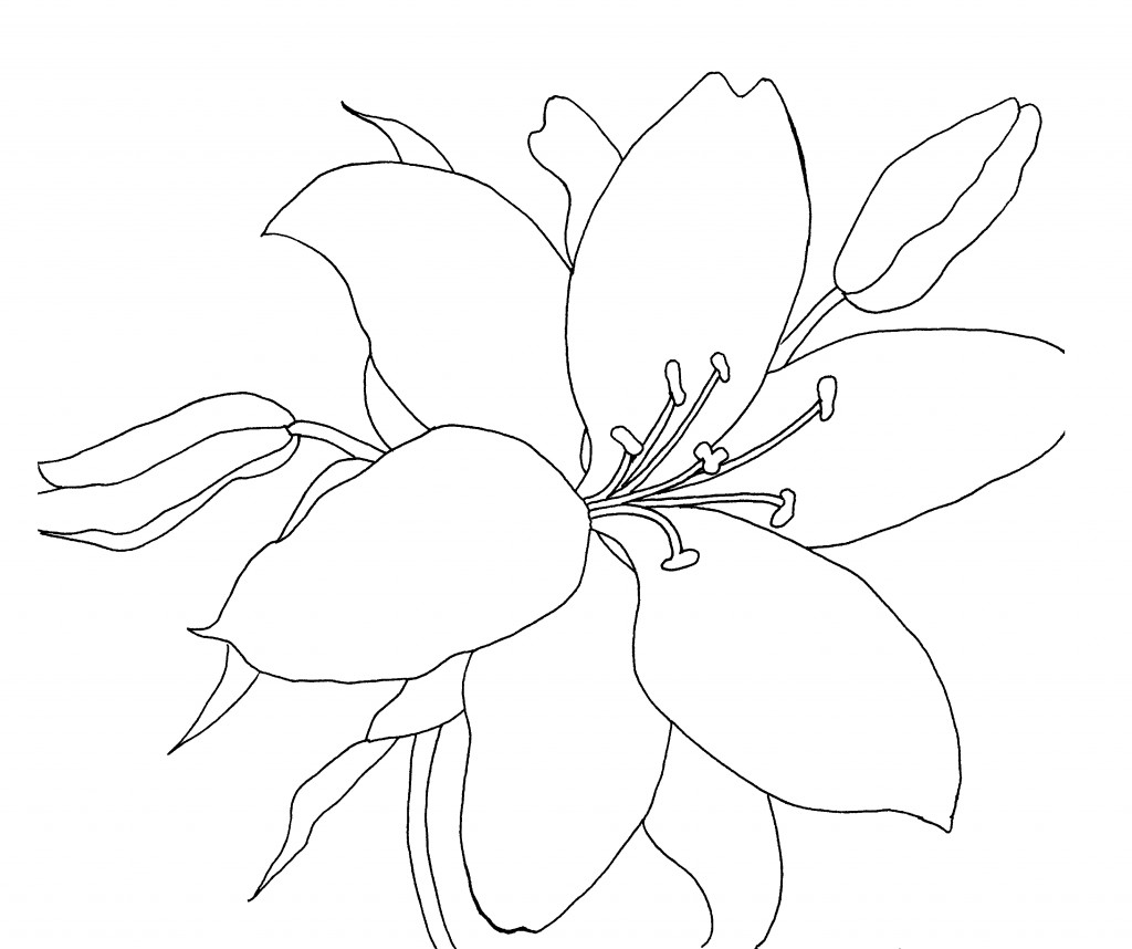 Lily Flower Line Drawing at GetDrawings Free download