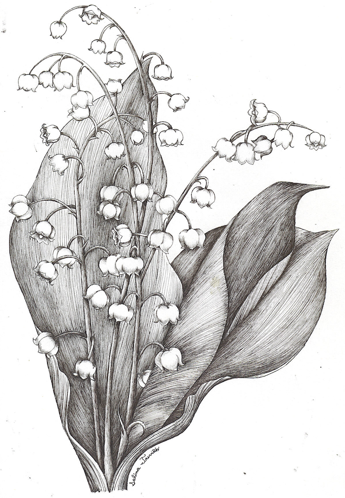 Lily Of The Valley Drawing at GetDrawings Free download