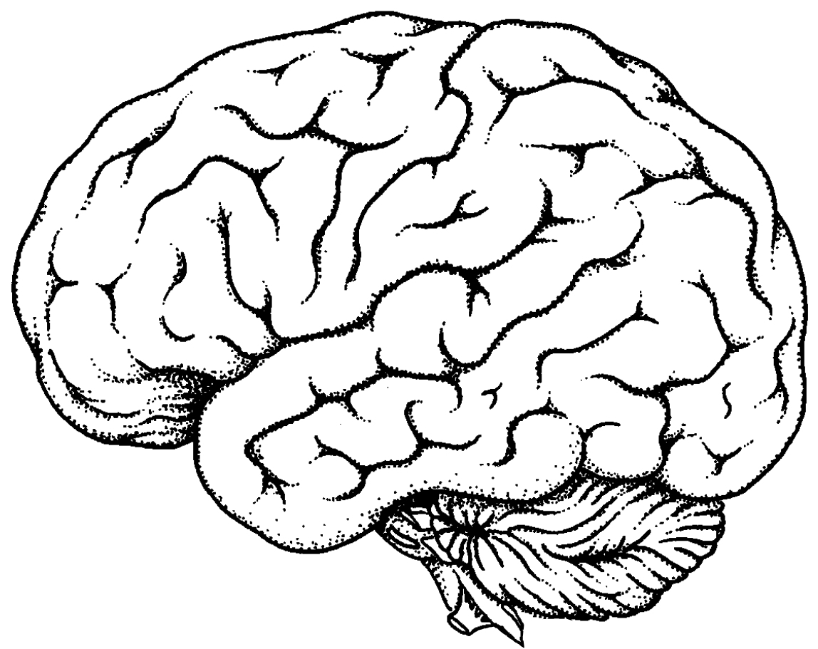 Amazing How To Draw A Brain  The ultimate guide 