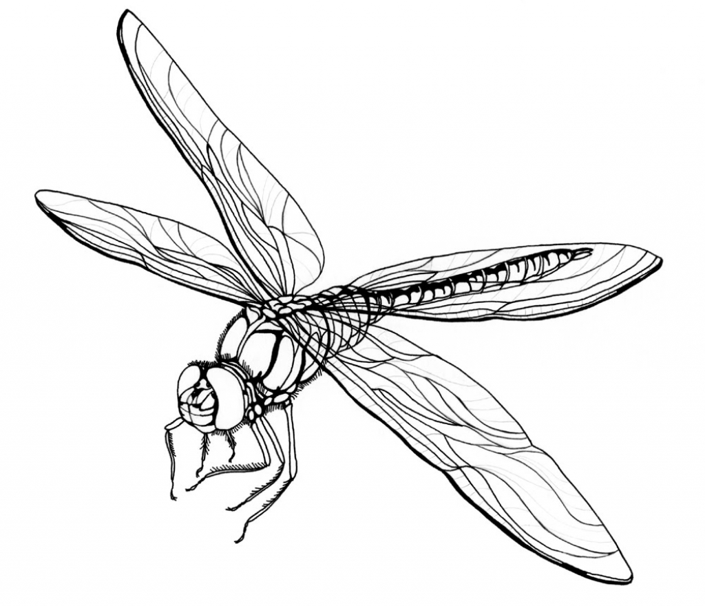Line Drawing Dragonfly at GetDrawings | Free download