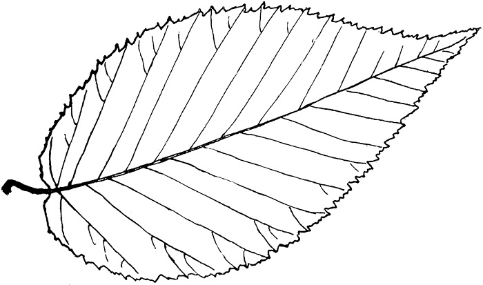 Line Drawing Leaf at GetDrawings | Free download