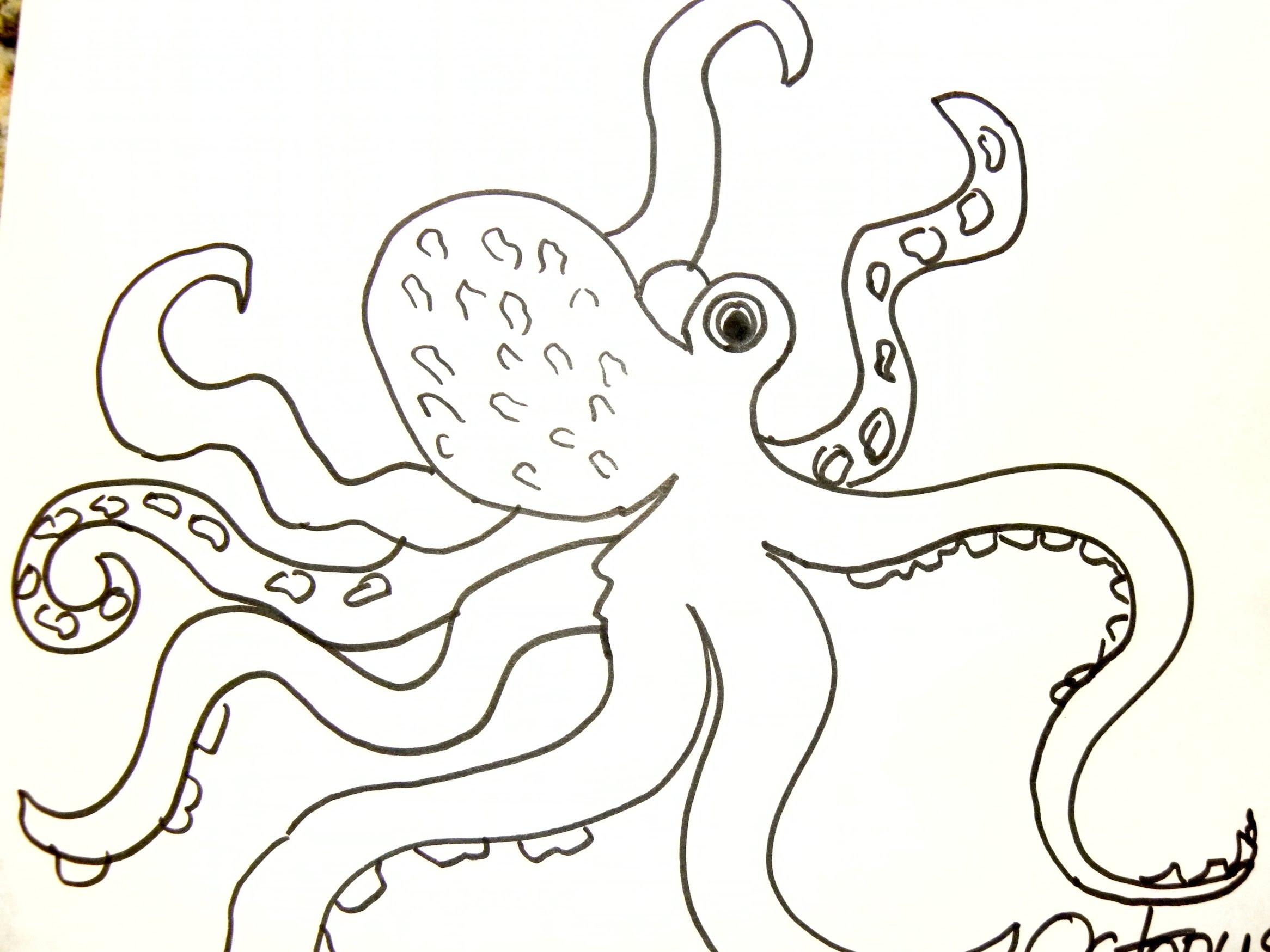 Line Drawing Octopus at GetDrawings | Free download