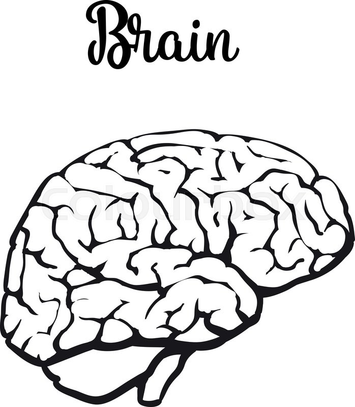 Line Drawing Of Brain at GetDrawings | Free download