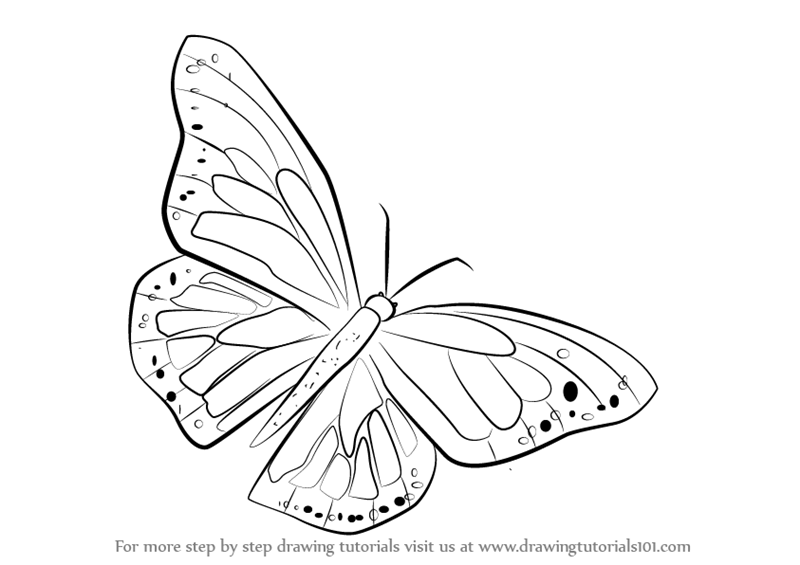 Line Drawing Of Butterfly At GetDrawings Free Download