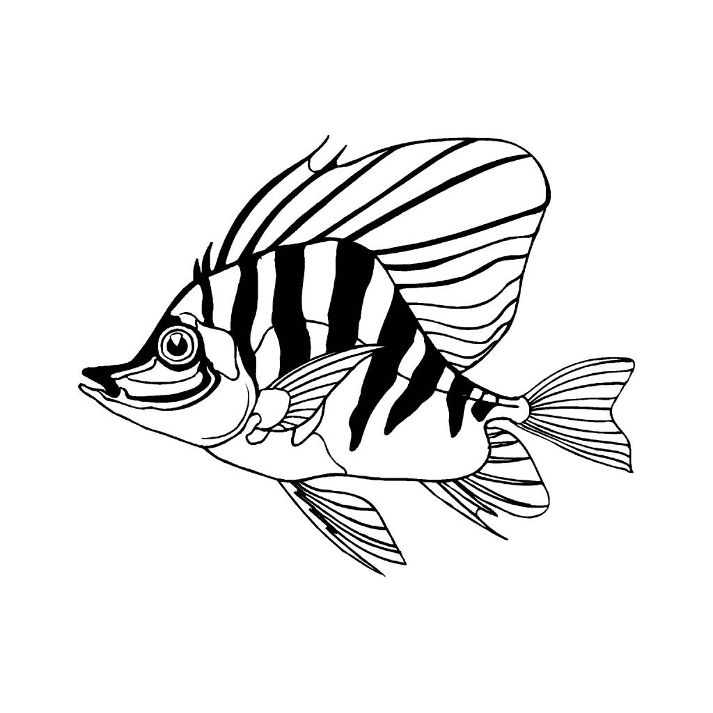 Line Drawing Of Fish at GetDrawings Free download