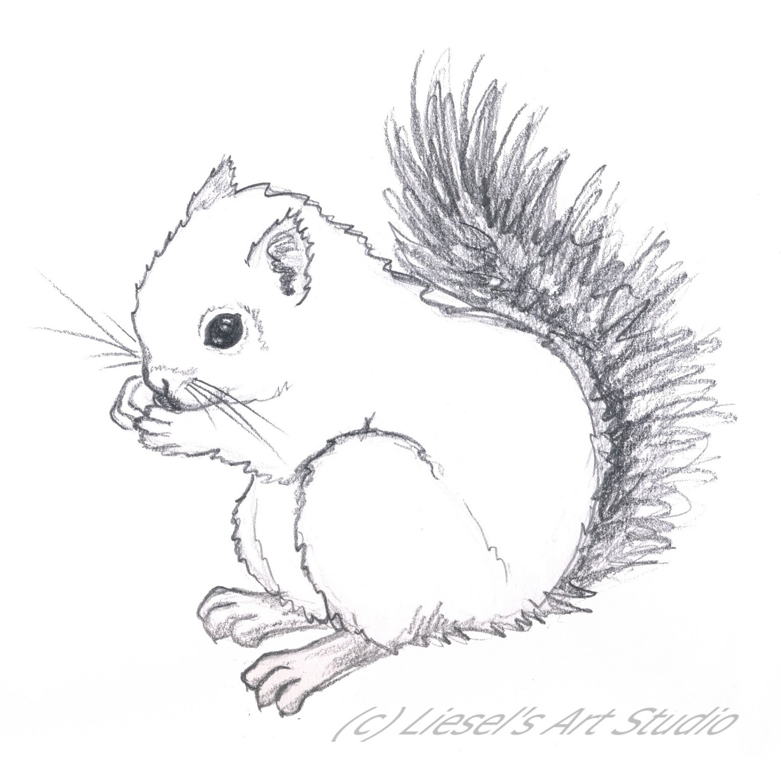 Line Drawing Squirrel at GetDrawings | Free download