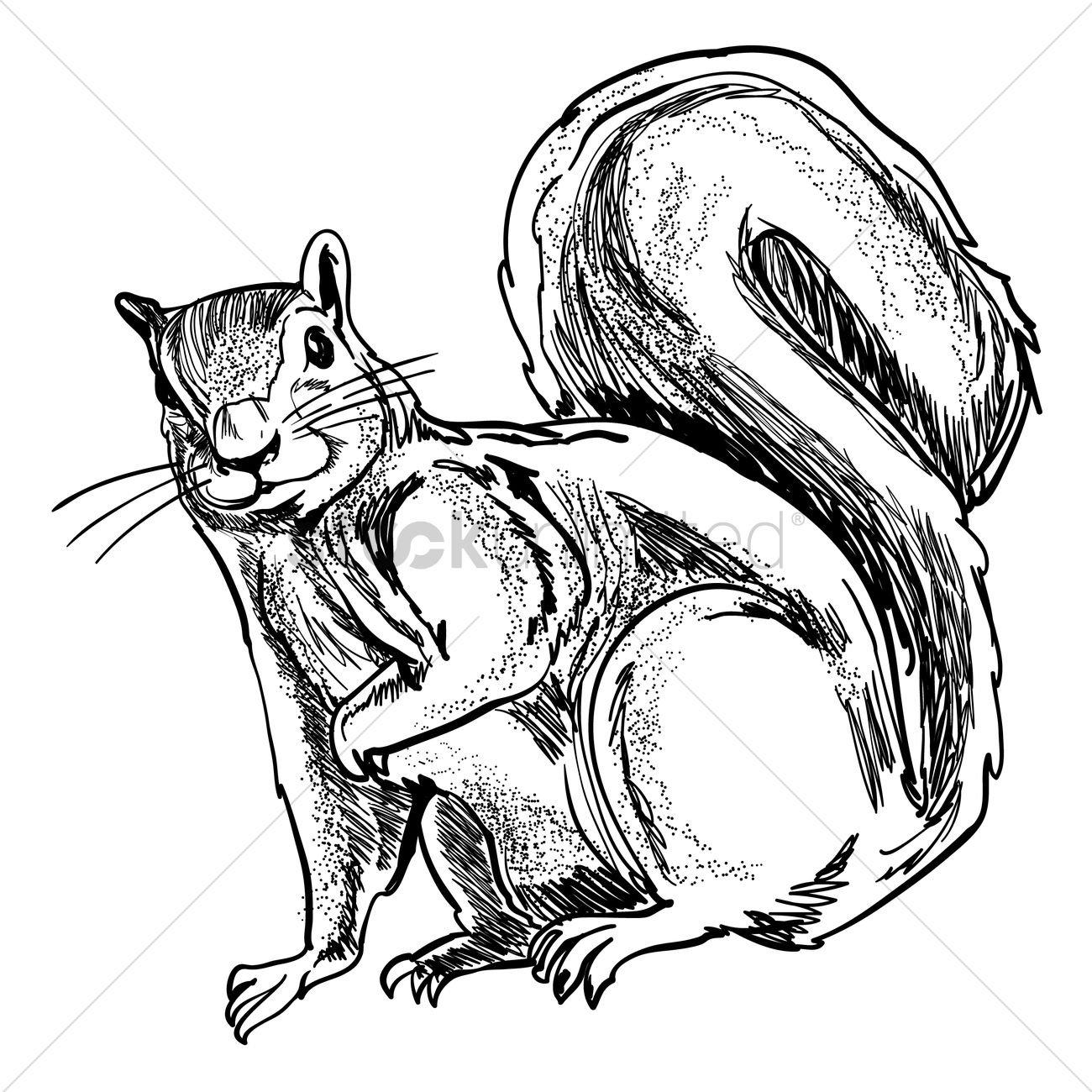 Line Drawing Squirrel at GetDrawings Free download