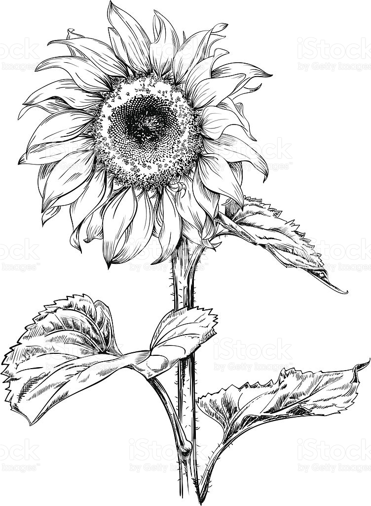 Line Drawing Sunflower at GetDrawings Free download