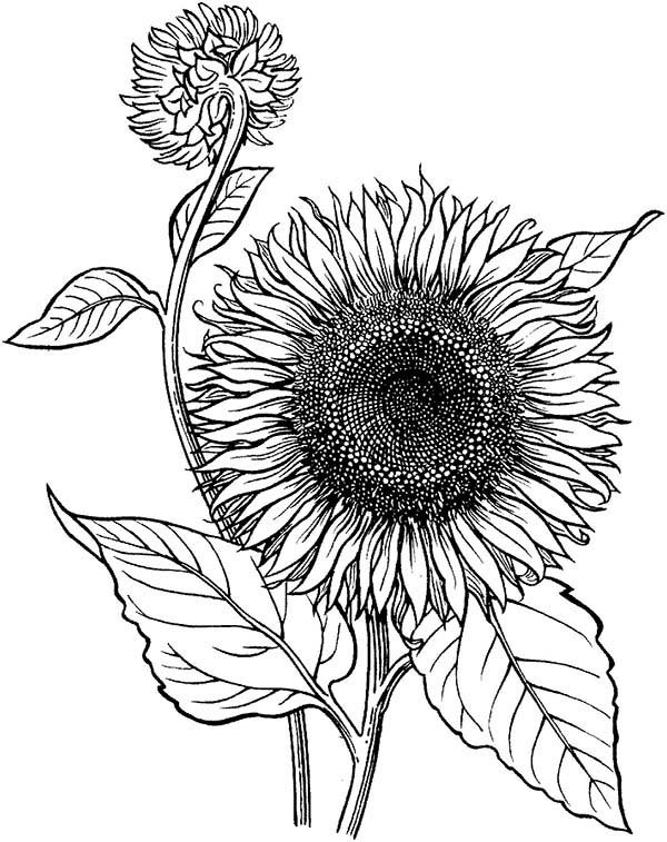 Line Drawing Sunflower at GetDrawings | Free download