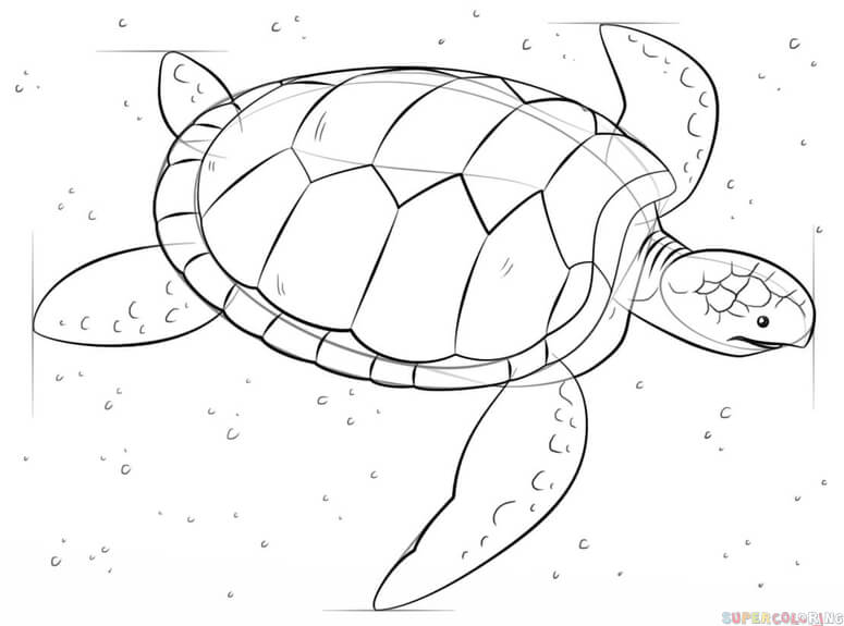 turtle sea drawing draw line step easy drawings sketch tutorials getdrawings painting paintingvalley supercoloring
