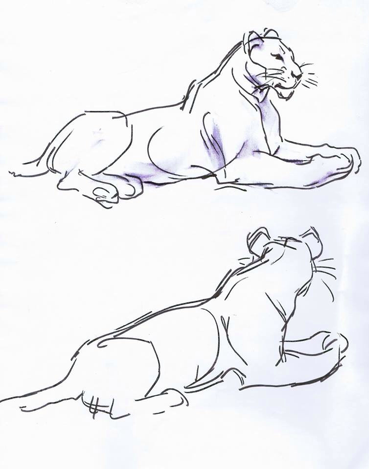 the-best-free-lioness-drawing-images-download-from-248-free-drawings