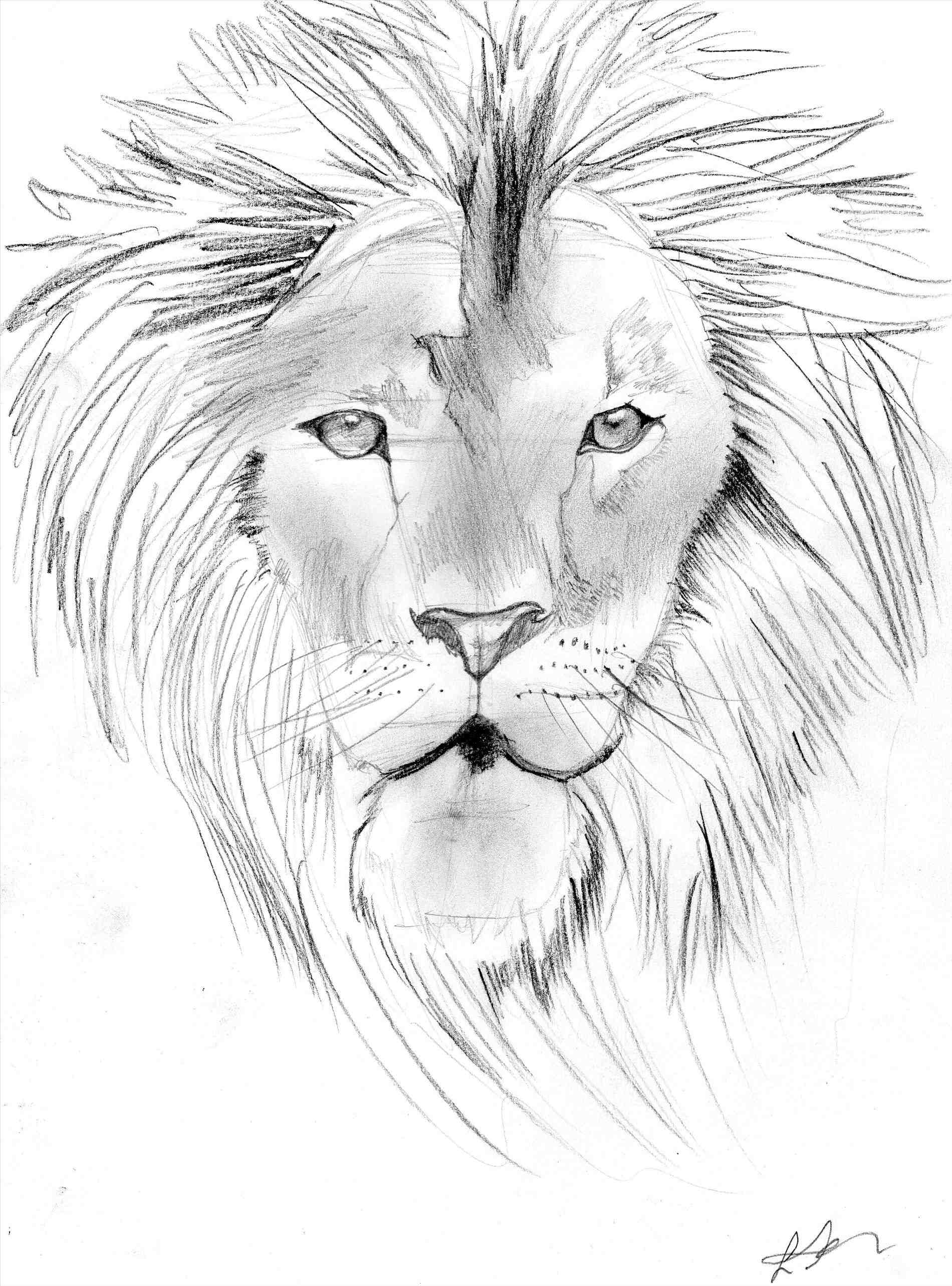 Lion Pencil Drawing at GetDrawings Free download