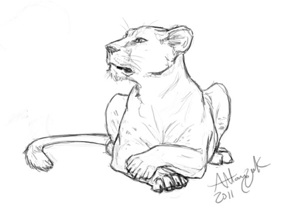 Lioness Drawing at GetDrawings | Free download