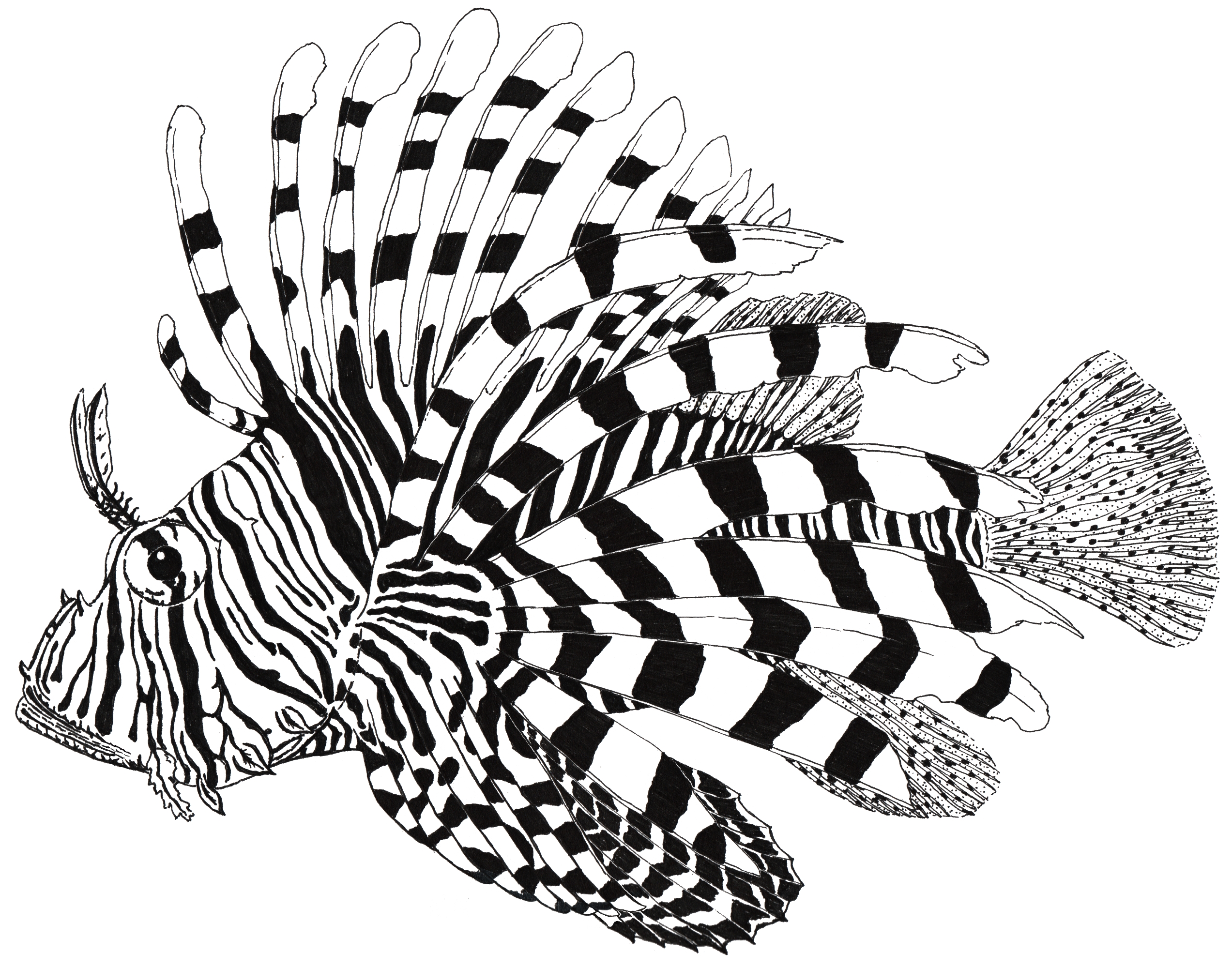 Lionfish Drawing at GetDrawings | Free download